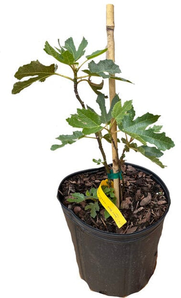 Dwarf Fig Tree